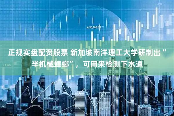 正规实盘配资股票 新加坡南洋理工大学研制出“半机械蟑螂”，可用来检测下水道